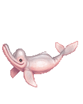 Aquatic Dolphin