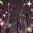 MerryMandolin's username