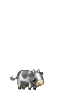 cow's avatar