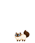 -x- Kawaii Neko Chan -x-