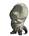 Corneliuz