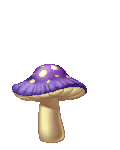 le petit champignon 