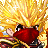 Epithemues's username